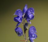 Blauer Eisenhut (3)